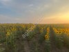 Семена подсолнечника