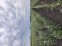 Саженцы плодовых деревьев и кустарников. Декоративные кустарники