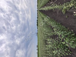 Саженцы плодовых деревьев и кустарников. Декоративные кустарники