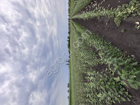 Саженцы плодовых деревьев и кустарников. Декоративные кустарники