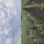 Саженцы плодовых деревьев и кустарников. Декоративные кустарники