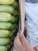 Кабачки
