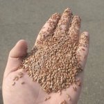 Семена льна масличного CIF Tianjin China
