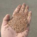 Семена льна масличного CIF Tianjin China