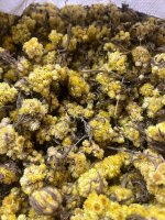 Бессмертник цвет