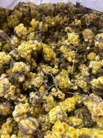 Бессмертник цвет