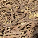 солодка корни и корневища