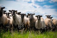 Племенные ярки и бараны романовской породы (Элита)