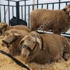 Ярки племенные 24 год Куйбышевская(мясная)порода