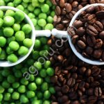 Просрочка. Кофе в зёрнах зелёный , Кофе в зёрнах обжаренный.