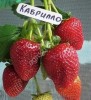 Саженцы клубники