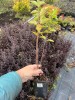 Саженцы лиственных и хвойных растений