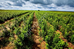 Сельскохозяйственное предприятие