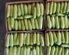 Кабачки Оптом, сорт Арал, свежие с поля в Краснодарском крае