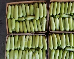 Кабачки Оптом, сорт Арал, свежие с поля в Краснодарском крае