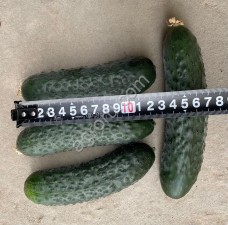 СВЕЖИЕ ОГУРЦЫ