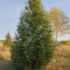 Крупномеры (Кедр, Пихта)
