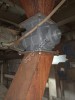 Турникет пылевой циклона охладителя MAGUIN 36200000 в сборе с моторредуктором NORD