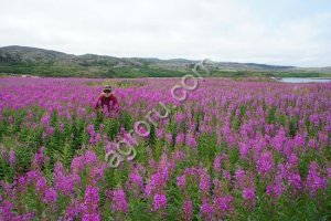 Свежий лист Иван чая