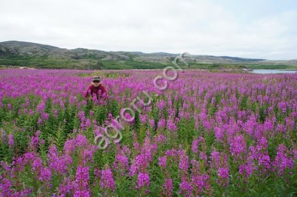 Свежий лист Иван чая