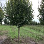 Саженцы Липы