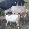 Козы под покрытие, крытые, козлята