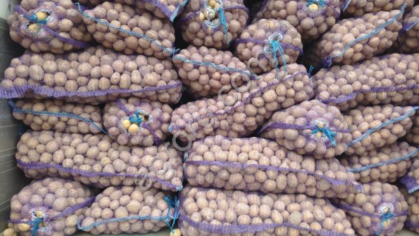 Картофель семенной ранние и поздние сорта