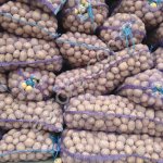 Картофель семенной ранние и поздние сорта
