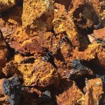 Чага березовая свежей заготовки и высушенная