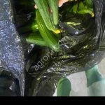 Огурец свежий