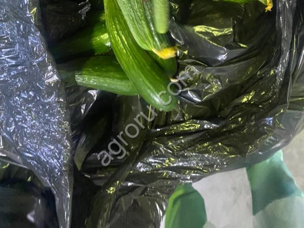 Огурец свежий