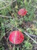Мухомор Красный Amanita muscaria