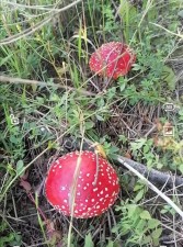 Мухомор Красный Amanita muscaria