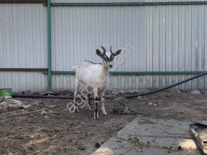 Зааненские козы