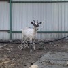 Зааненские козы