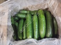Огурец 2 сорт