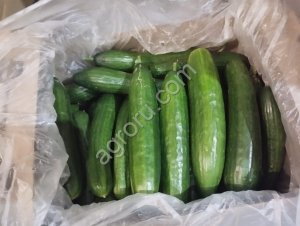 Огурец 2 сорт