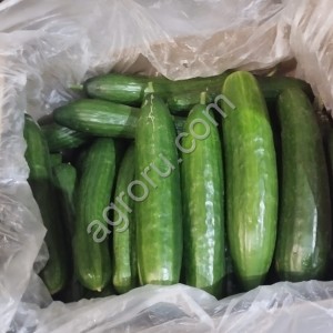 Огурец 2 сорт