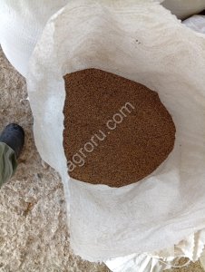 семена райграса пастбищного ( многолетнего)