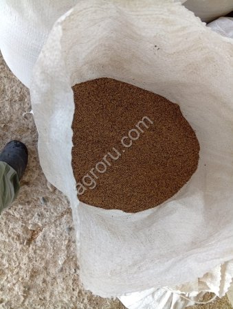 семена райграса пастбищного ( многолетнего)