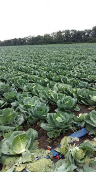 Капуста белокочанная