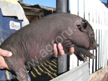 вьетнамские поросята