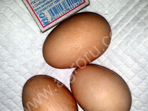 Диетическое яйцо фермерских кур