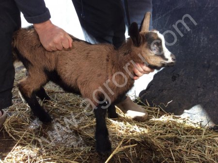Альпийский козлик