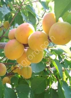 Саженцы плодовых и декоративных культур