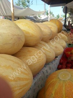 Дыня Торпеда