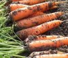 Морковь