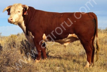 крупно-рогатый скот от 20 голов