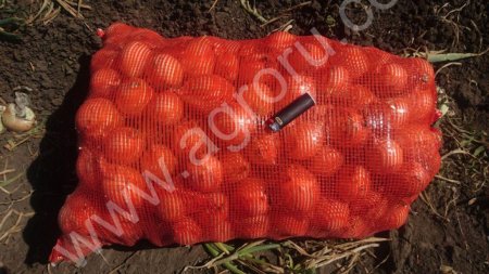 Лук репчатый КЭНДИ