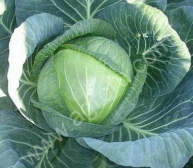 Капуста белокочанная